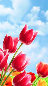 Wallpaper Beautiful Flowers Wallpapers Tulips Flowers Flowers Nature