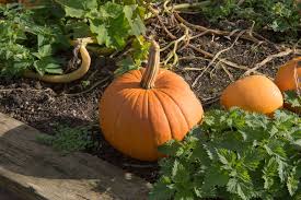 Application of suitable chemical fertilizer like mercaptothion and mevinphos in proper dose. How To Grow Pumpkins Thompson Morgan