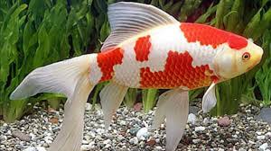 Sama halnya dengan ikan atau hewan yang lain, ikan hias air tawar ini juga memiliki berbagai jenis yang unik dan menarik lho. 31 Jenis Ikan Hias Air Tawar Paling Digemari Dan Cara Perawatannya