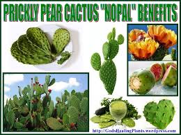 Prickly Pear Cactus Nopal Benefits Prickly Pear Flowers Prickly Pear Cactus Prickly Pear