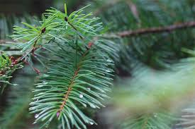 Maybe you would like to learn more about one of these? Jarum Pine Ciri Ciri Dan Kontraindikasi Yang Berguna