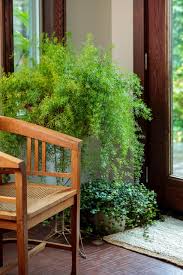 Image result for Asparagus radiatus