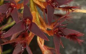 Image result for Bulbophyllum saltatorium