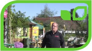 Ein rundgang durch den festlich dekorierten treffpunkt für gartengeniesser. Lubera Zu Besuch Bei Garten Center Meier In Durnten Ch Youtube