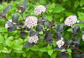 | meaning, pronunciation, translations and examples. Growing Eastern Ninebark