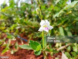 Image result for Asystasia intrusa