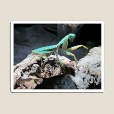 Praying Mantis Pet Gifts Merchandise Redbubble