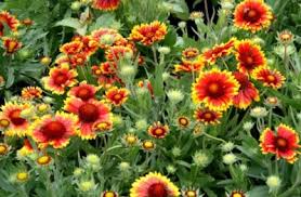 Image result for Bonatea pulchella