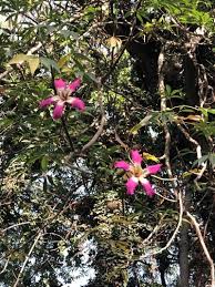 Image result for Bombax