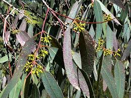Image result for Eucalyptus camaldulensis