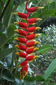 Pin On Plante