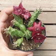 Image result for Duvalia