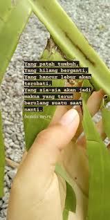 01 matahari pagi 00:00 02 sebagai kawan. Yang Patah Tumbuh Yang Hilang Berganti