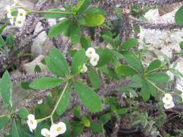 Check spelling or type a new query. Exotic Shrubs The Trees Flowers Of Whangarei