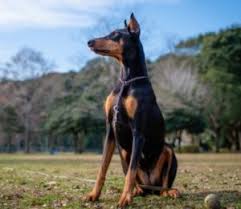 Check spelling or type a new query. 6 Best Doberman Breeders In Florida 2021 We Love Doodles