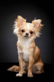 Nov 30, 2020 · chihuahua name trends. Female Dog Names Popular Ideas For The Cute Girl Puppy Chihuahua Puppies Female Dog Names Chihuahua