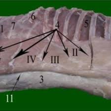 Check spelling or type a new query. Pdf Applied Anatomy And Computed Tomography Of The Abdominal Wall Of The Dog