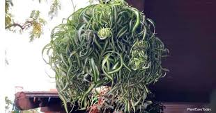 Not too much (or too little) sunlight. Curly Spider Plant Care Growing Chlorophytum Comosum Bonnie