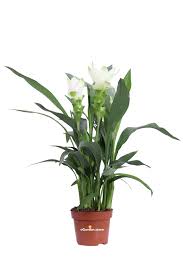 Image result for Pimpinella alismatifolia