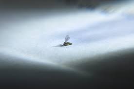 Gnats are often confused with mosquitoes but can be differentiated from their size. How To Get Rid Of Gnats Around The House