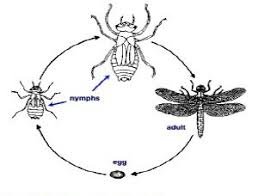 While plants are isolated, carefully examine them for signs of pests or damage on a regular basis of about once a week. Chapter Vi Insect Management Vegetable Resources Vegetable Resources