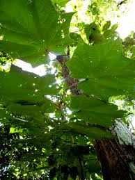 Image result for Alangium chinense