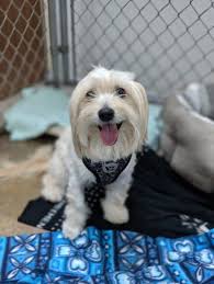 Browse our most beautiful selection of tiny little shih tzu puppies here at teacups! Shih Tzu Dog For Adoption In Decatur Illinois Chewy In Decatur Illinois Rescue Dogs For Adoption Dog Adoption Dogs