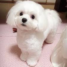 everything you want to know about maltese including grooming training health problems history adoption finding good yavru kopek sevimli hayvan yavrulari kopek