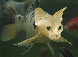 Catfish By Mceric On Deviantart Animal Mashups Weird Animals Photoshopped Animals