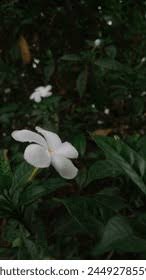 Image result for Gardenia subacaulis