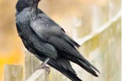 Northern Gannet by Robert Dabner