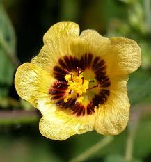 Image result for Malvaceae subfamily Bombacoideae