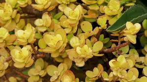 We did not find results for: Crassula Ovata Jade Plant Friendship Stock Footage Video 100 Royalty Free 1009461863 Shutterstock