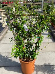 Jasmine flowers for sale in uk. Trachelospermum Jasminoides Star Jasmine Hudson S Plant Centre