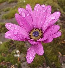 Image result for Osteospermum monocephalum
