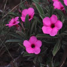 Image result for Adenium swazicum