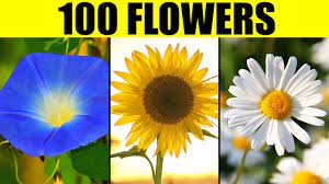 All lists of flowers include images. Flowers Of The World Names Of 100 Different Types Of Flowers Youtube