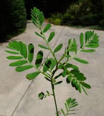 Image result for Phyllanthus parvus