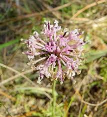 Image result for Asclepias graminifolia