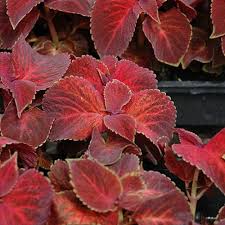 Image result for Coleus buchananii