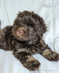 Cocoa is a gorgeous havanese. Chocolate Havanese For Sale Off 64 Www Usushimd Com