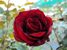 Benannt hat der züchter die rose nach kirsten, der tochter seines vaters dines poulsen. Poulsen Roser A S