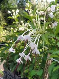 Image result for Clerodendrum incisum