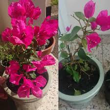 How to grow beautiful bougainvillea. Why Is My Bougainvillea Dying Gardener Report