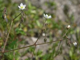 Image result for Spergula arvensis