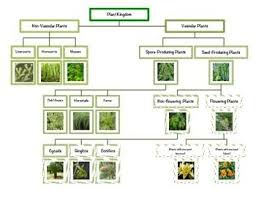 Montessori Plant Kingdom Chart Plant Classification
