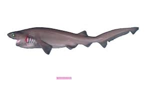 The megalodon was the biggest sharks to rome the ocean but went extinct about 2.6 million years ago. Newsletter October 2012 Shark References