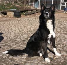 Black And White Collie Mix Border Collie And Husky Mix Mycutedog Xyz Husky Mix Border Collie Dog Bull Terrier Dog
