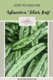 Use our water calculator to personalize watering recommendations. Aglaonema Silver Bay Care Propagation Sprouting Indoors Succulent Cactus And Houseplant Tips