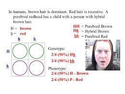 In Humans Brown Hair Is Dominant Red Hair Is Recessive A Purebred Redhead Has A Child With A Person With Hybrid Brown Hair Purebred Brown Hybrid Ppt Download